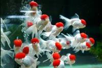 Aquariumfishes image 1